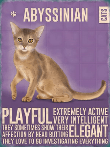 Abyssinian Cat Metal Wall Sign