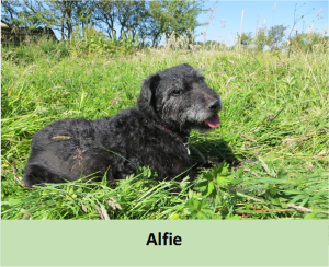 Alfie