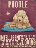 Apricot Poodle Metal Wall Sign