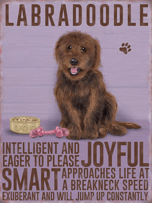 Brown Labradoodle Metal Sign