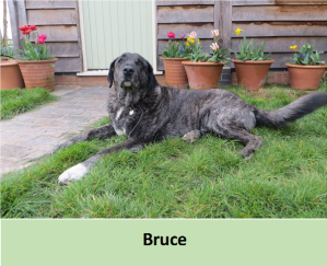 Meet Our Dog - Bruce