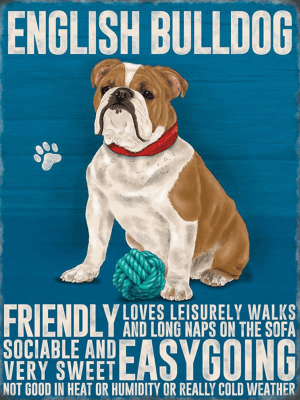 English Bulldog Metal Sign