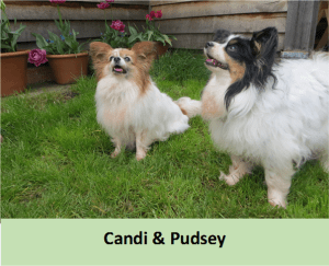 Candi & Pudsey