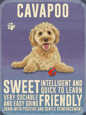 Cavapoo Metal Sign