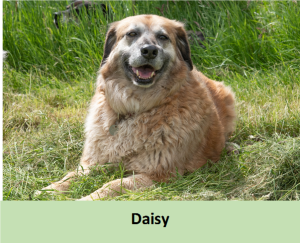 Daisy