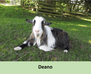 Deano