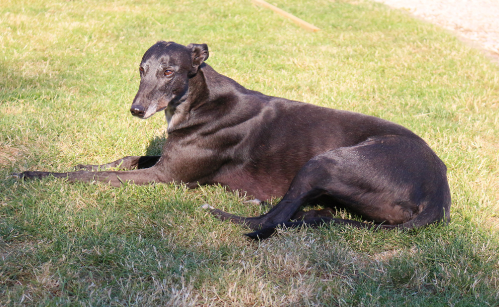 Meet our dog = Floss