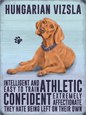 Hungarian Vizsla Metal Wall Sign
