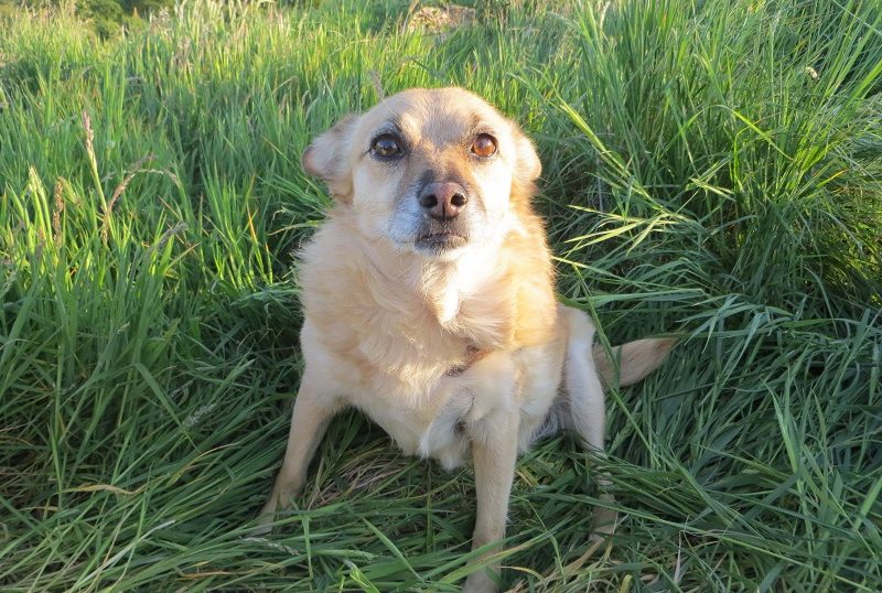 Meet our dogs kimmie