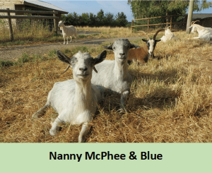 Nanny Mcphee & Blue
