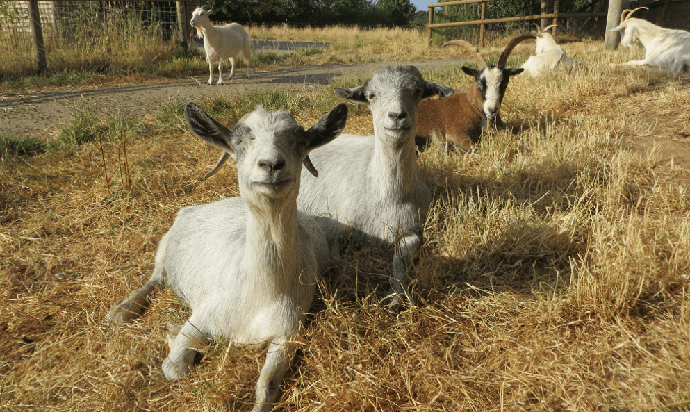 Nanny McPhee &amp; Blue