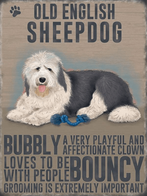 Old English Sheepdog