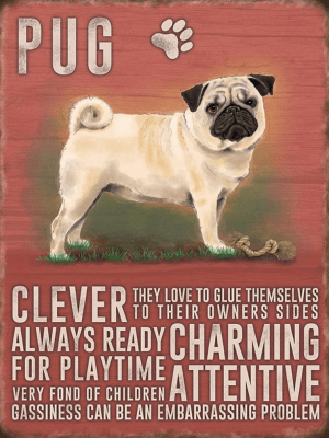 Pug Metal Sign