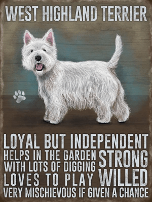 West Highland Terrier